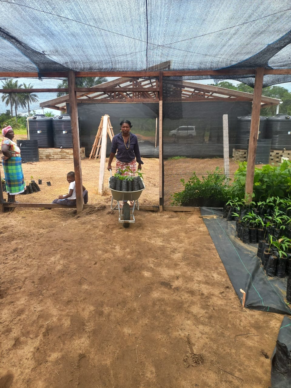 Read more about the article Agroforestry Project Brokopondo (Safta Brokopondo)